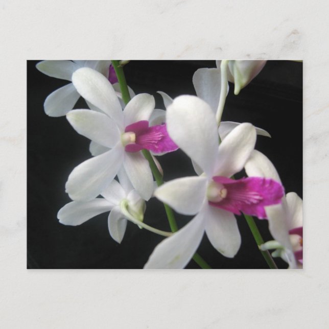 Orchid 1 postcard (Front)