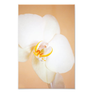 Orchid 8930 photo print