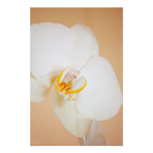 Orchid 8930 poster