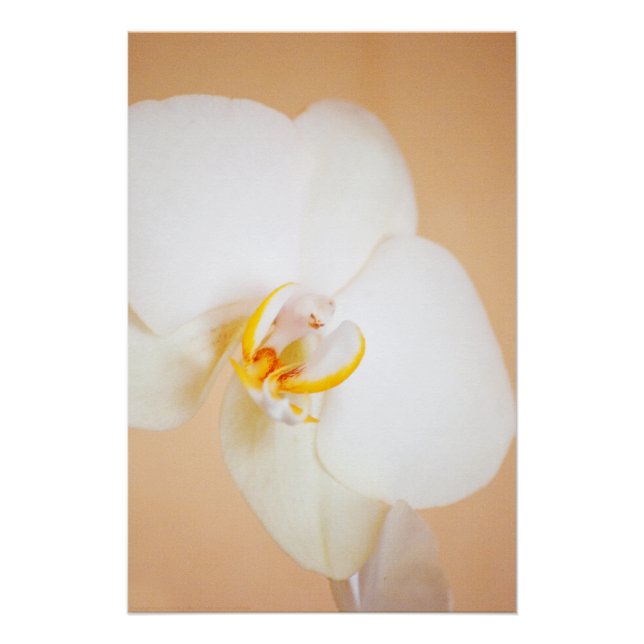 Orchid 8930 poster (Front)