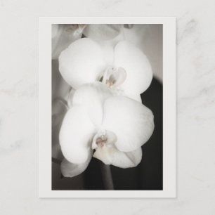 Orchid 8931 postcard