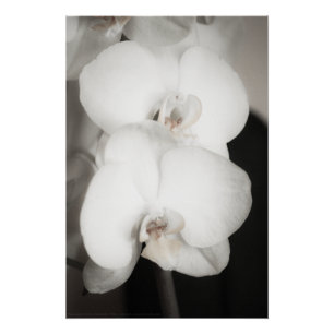Orchid 8931 poster