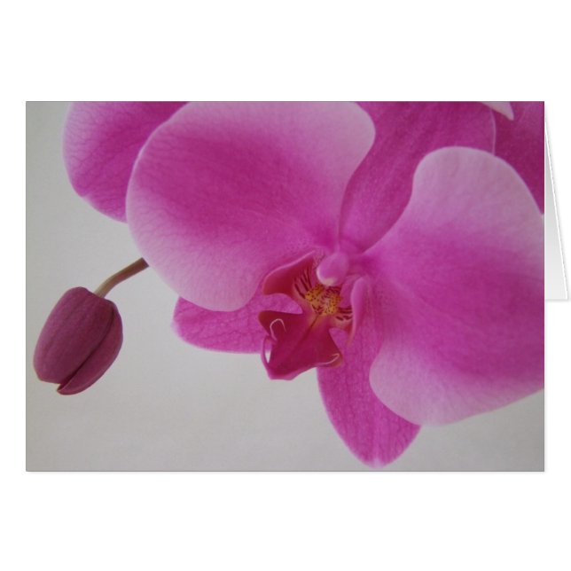 Orchid and Bud (Front Horizontal)