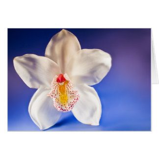 Orchid Any Day Card