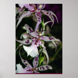 Orchid Beallara Poster -24x36 -other sizes also