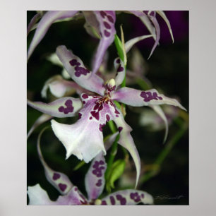 Orchid Beallara Print -20x24-other sizes available