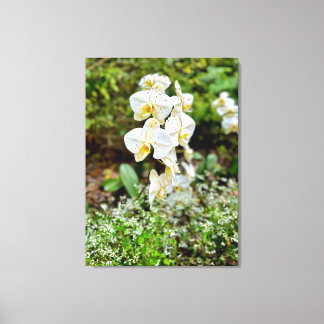 Orchid Beauty Canvas Print