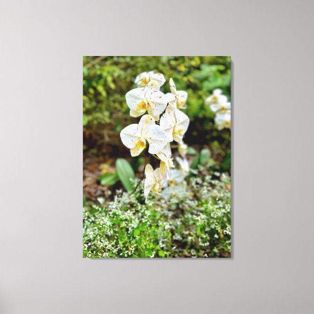 Orchid Beauty Canvas Print (Front)