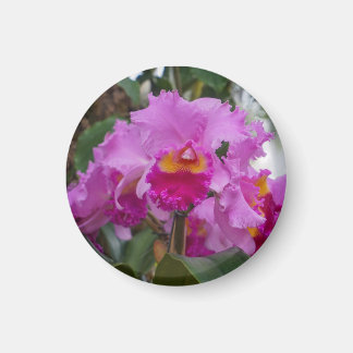 Orchid Beauty Magnet