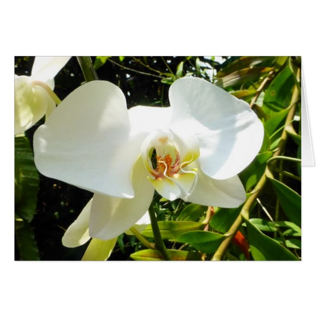 Orchid - Blank Card (Front Horizontal)