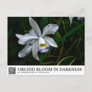 Orchid Bloom in Darkness Postcard