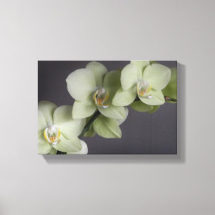 Orchid Blossoms Elegant Chic Mod Canvas Print