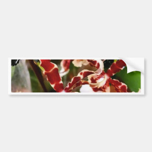 Orchid Bumper Sticker