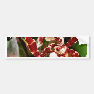 Orchid Bumper Sticker