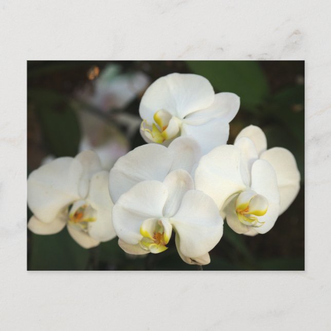 Orchid Bunch Postcard (Front)