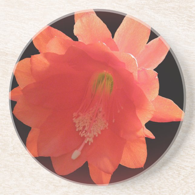 Orchid Cactus - Epiphyllum Ackermannii - Blossom Coaster (Front)