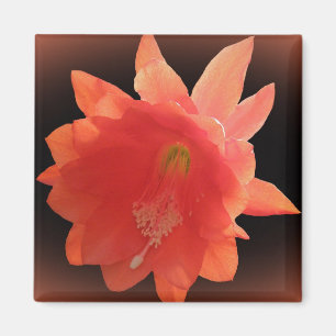 Orchid Cactus - Epiphyllum Ackermannii - Blossom Magnet