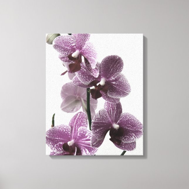 Orchid Canvas Print (Front)