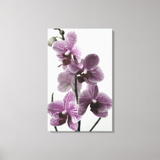 Orchid Canvas Print