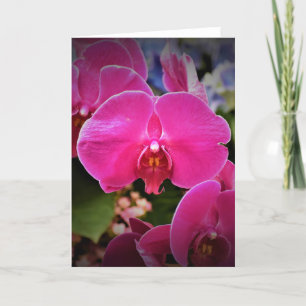 Orchid, card