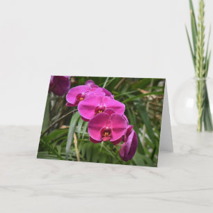 Orchid, card