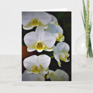 Orchid, card