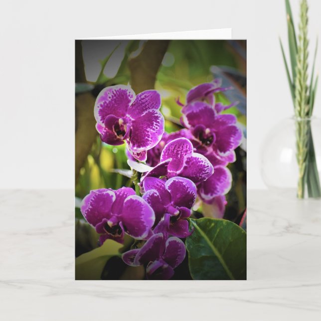 Orchid, card (Front)