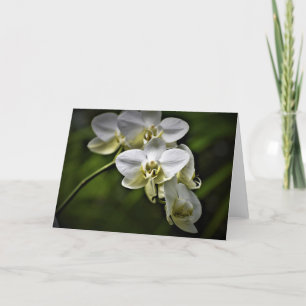 Orchid, card