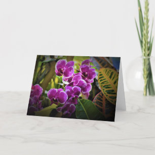 Orchid, card