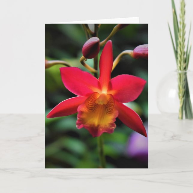 Orchid, card (Front)