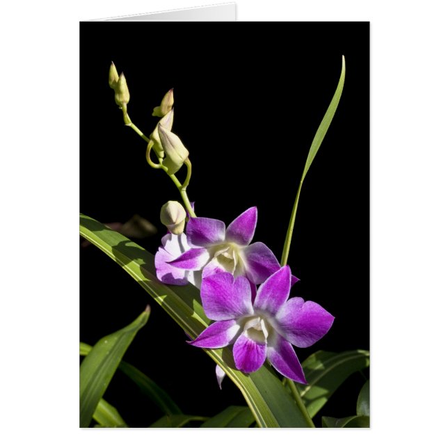Orchid Card (Front)