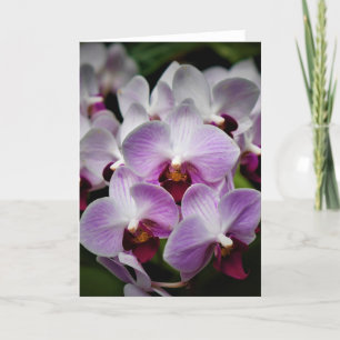 Orchid, card