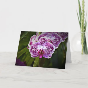 Orchid, card