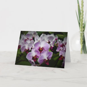 Orchid, card