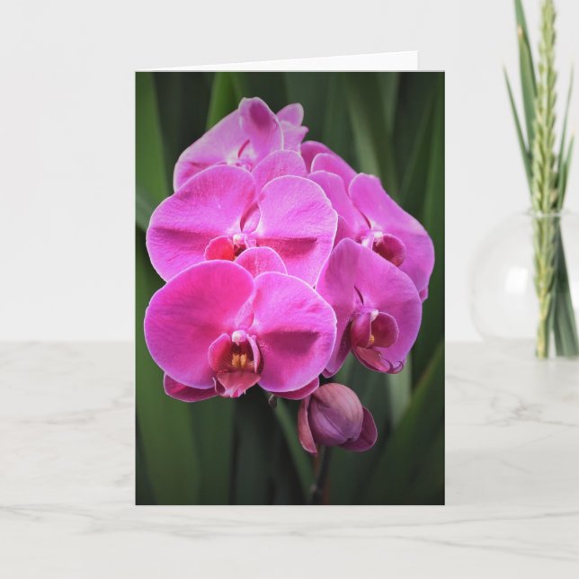 Orchid, card (Front)