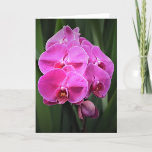 Orchid, card