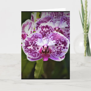 Orchid, card