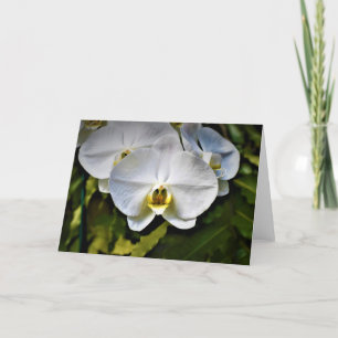 Orchid, card
