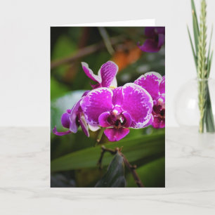 Orchid, card
