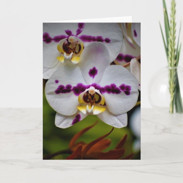 Orchid, card (Front)