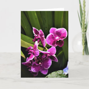 Orchid, card
