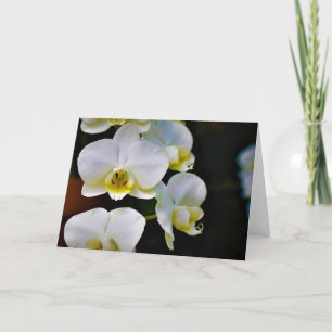 Orchid, card