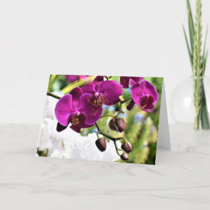 Orchid, card