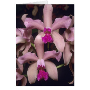 Orchid, (Cattleya amethystoglossa), Eastern
