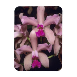 Orchid, (Cattleya amethystoglossa), Eastern Magnet