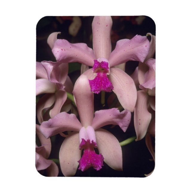 Orchid, (Cattleya amethystoglossa), Eastern Magnet (Vertical)