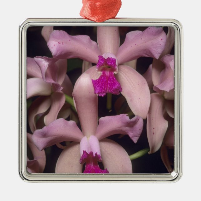 Orchid, (Cattleya amethystoglossa), Eastern Metal Tree Decoration (Front)