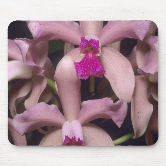 Orchid, (Cattleya amethystoglossa), Eastern Mouse Mat (Front)