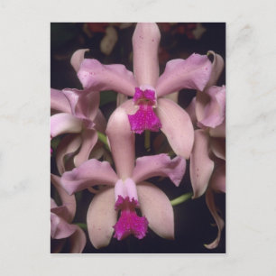 Orchid, (Cattleya amethystoglossa), Eastern Postcard
