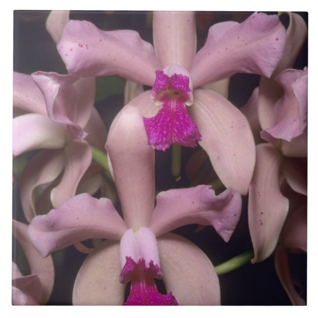 Orchid, (Cattleya amethystoglossa), Eastern Tile (Front)